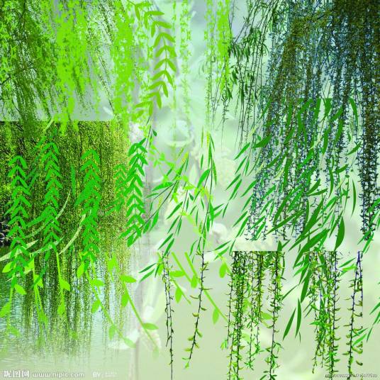 柳枝（柳树的枝条）