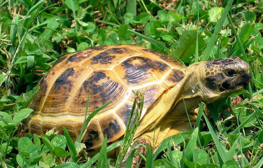 我国龟中之宝——四爪陆龟