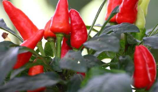 指天椒（中药）