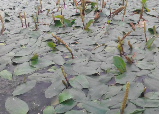 眼子菜（中药）