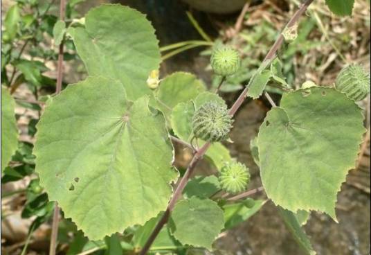 磨盘草（中药）