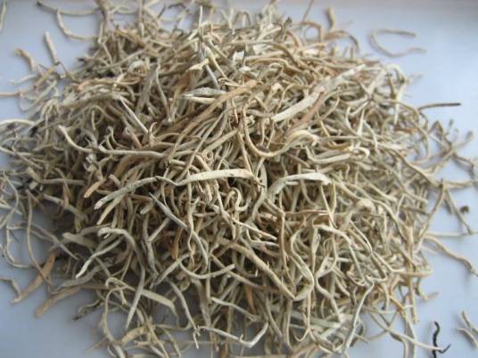 雪茶（地茶科植物）