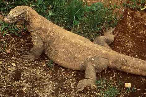 科摩多（远古爬行生物）