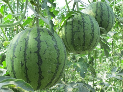 绿太阳（西瓜的一个品种）