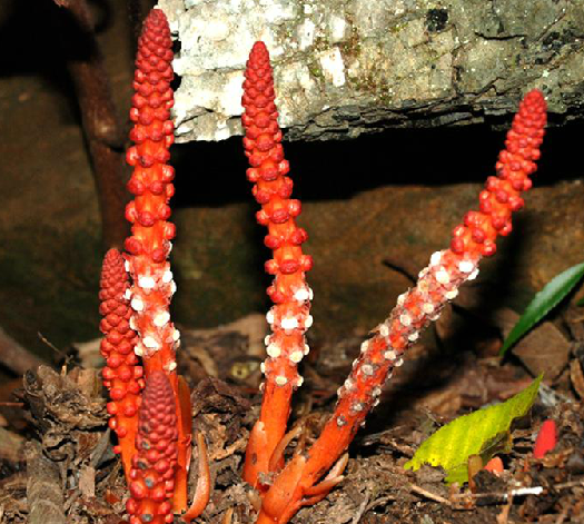 通天蜡烛（中药材）