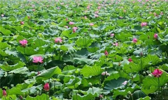 入夏（夏季开始）