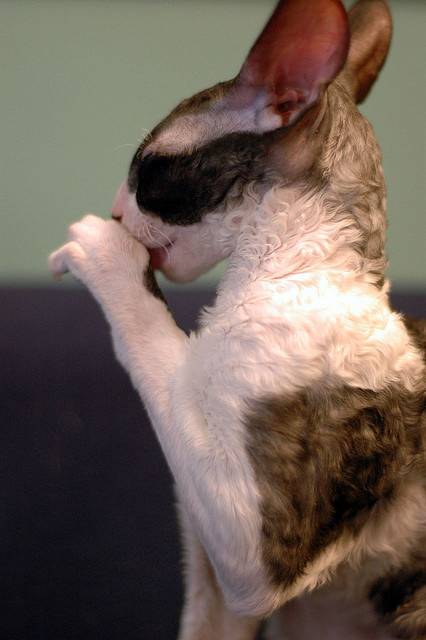 卷毛猫