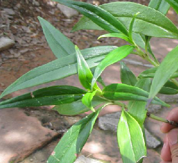 一柱香（中药材）