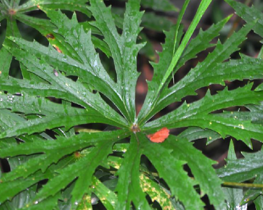 兔儿伞（中药）