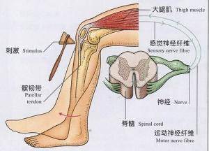 关节异响