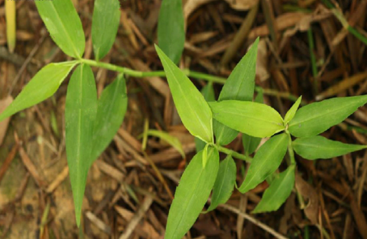 竹节草（中药）