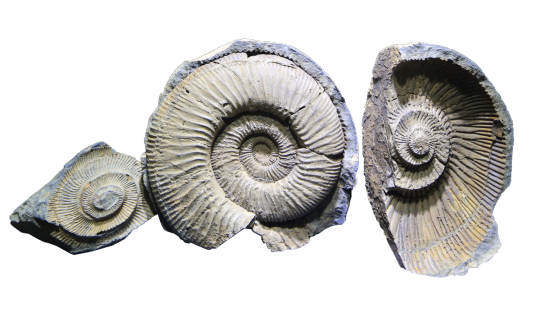 鹦鹉螺化石（黄河博物馆）