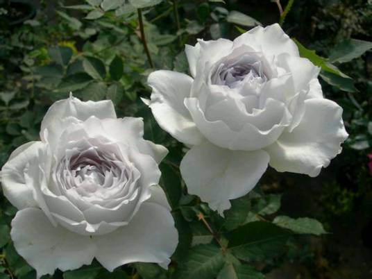 加百利（大天使）