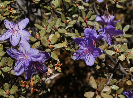 小叶杜鹃（中药）