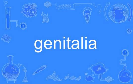 genitalia（英语单词）