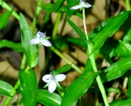 水竹叶（鸭跖草科水竹叶属植物）