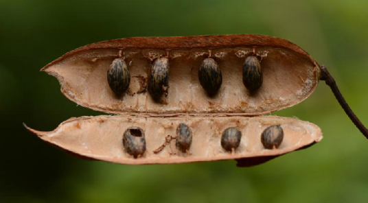 云实（中草药）