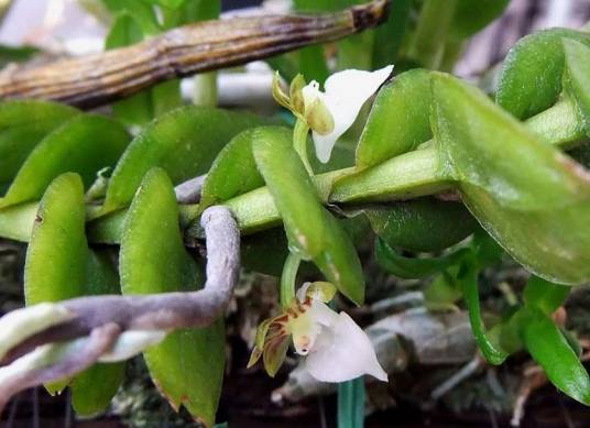 蜈蚣兰（兰科隔距兰属植物）