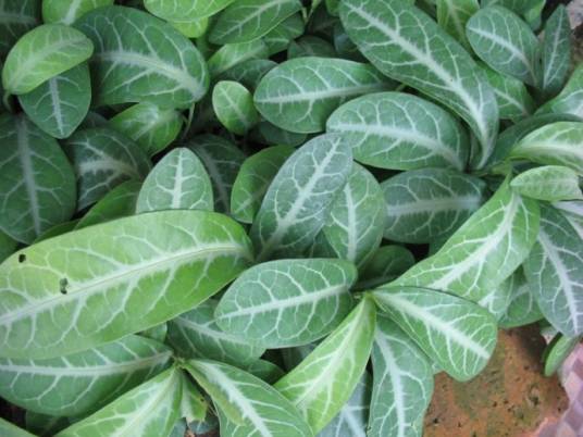 龙脷叶（叶下珠科守宫木属植物）