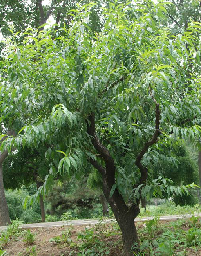 桃根(中药)