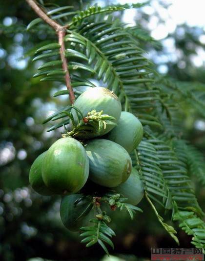 中国香榧之乡