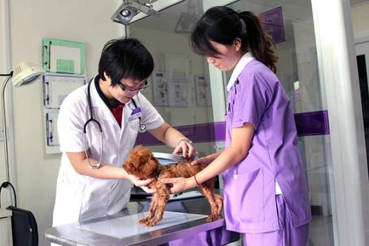 宠物医师（职业）