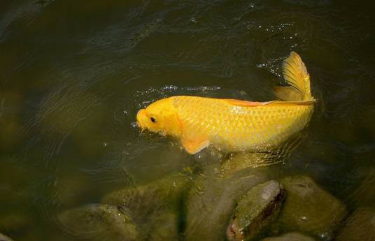 金鲤鱼（淡水鱼）