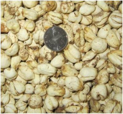 伊贝母（中药）