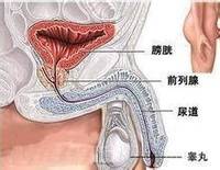 前列腺保健常识