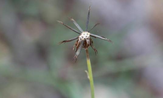 鹿角草（菊科鹿角草属植物）