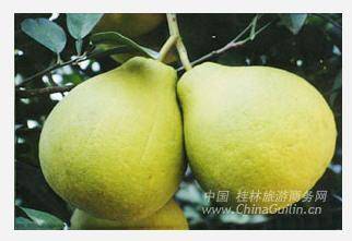 阳朔沙田柚