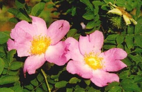 缫丝花（原变型）