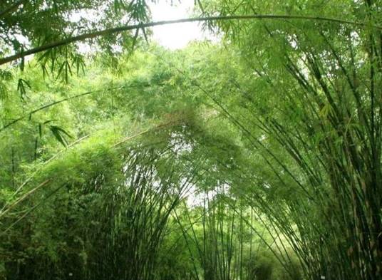 箭竹属