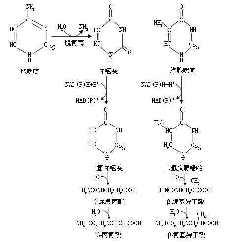 合成代谢类固醇