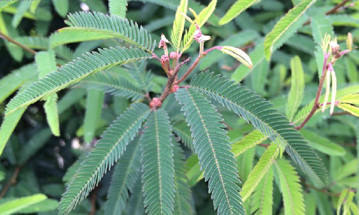 含羞草（中药）