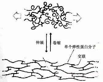 弹力蛋白