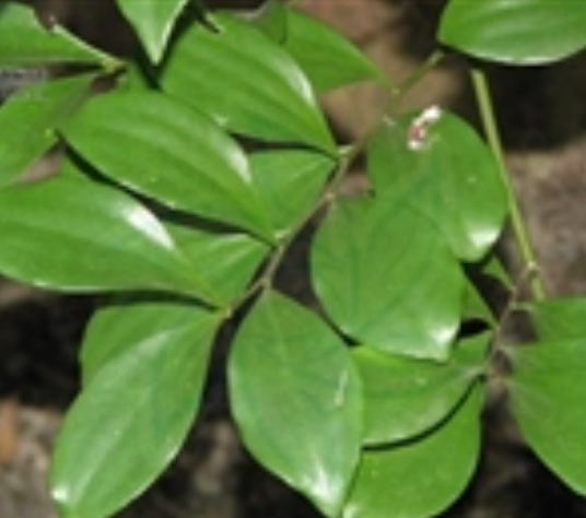 寄生藤（檀香科寄生藤属植物）