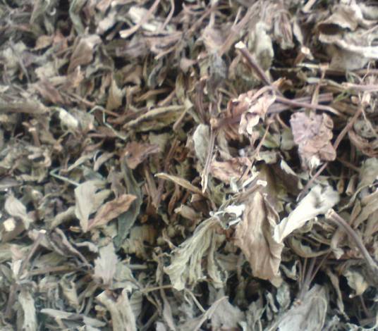 溪黄草（中药）