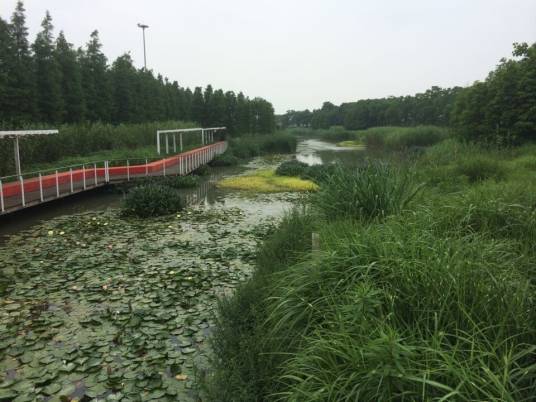 上海世博后滩湿地公园