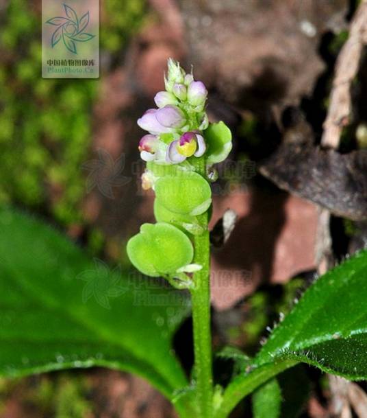 小扁豆（远志科远志属植物）