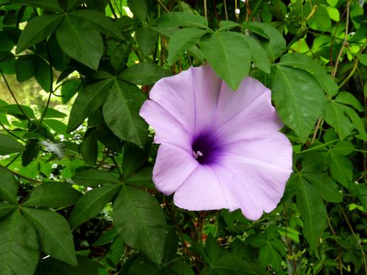 五爪金龙（旋花科番薯属植物）