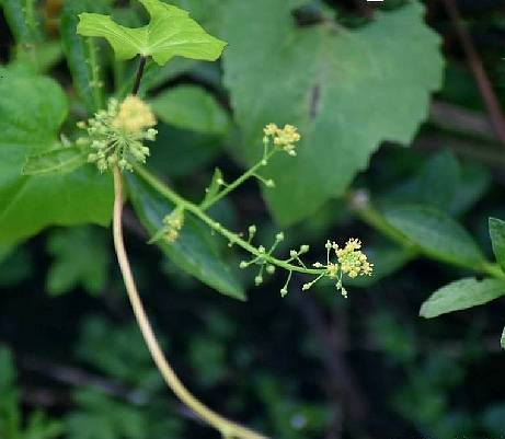 风花菜(十字花科蔊菜属植物)