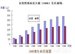 自发性高血压大鼠