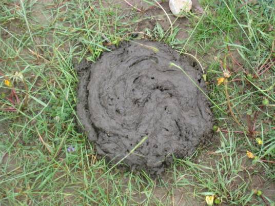 牛粪（牛的排泄物）