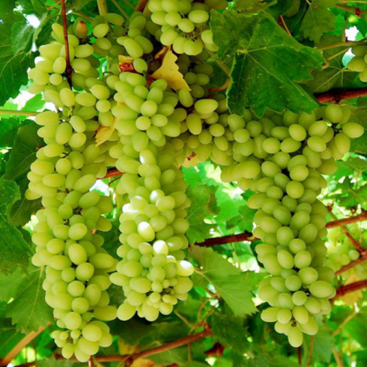 吐鲁番无核白葡萄