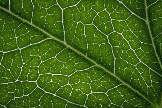 叶绿素荧光参数