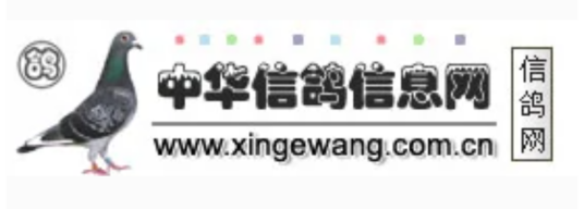 中华信鸽信息网