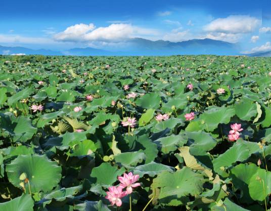 接天莲叶无穷碧（成语典故）