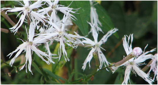 蝇子草（中药）