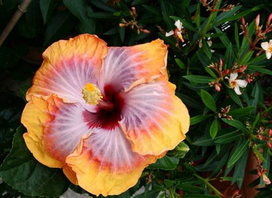 第五维度（锦葵科木槿属植物）